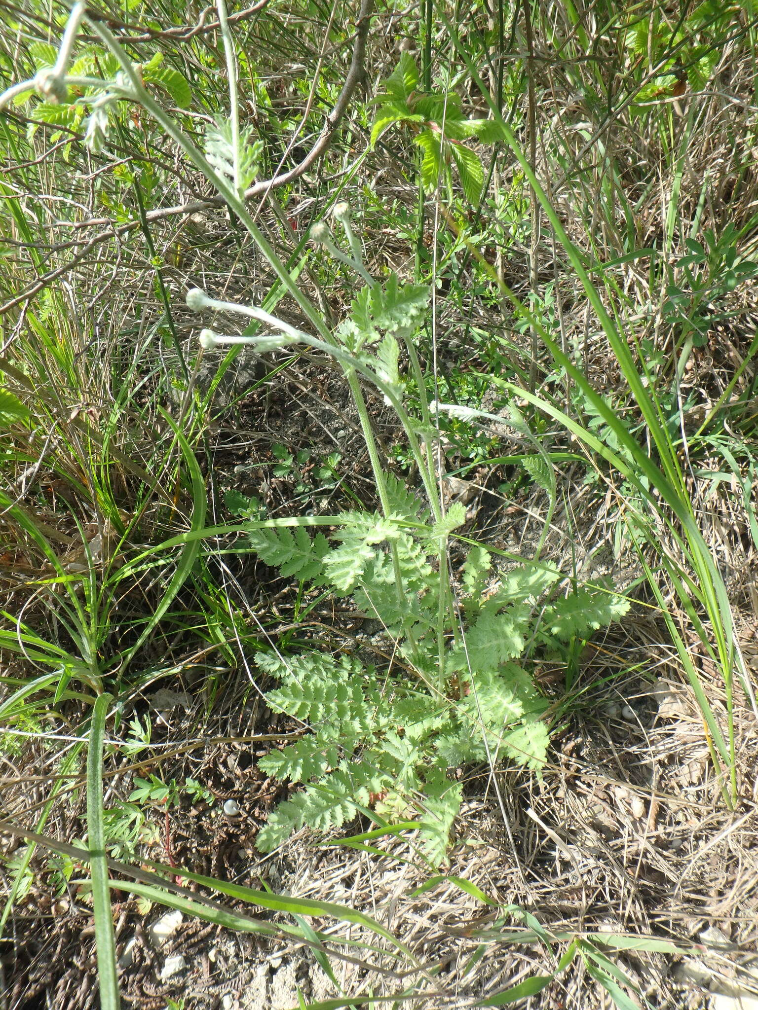 Tanacetum poteriifolium (Ledeb.) Grierson的圖片