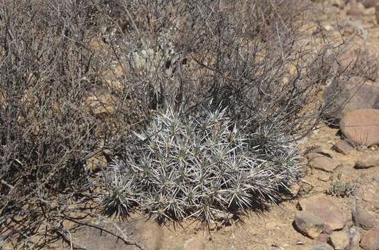 Euphorbia loricata Lam. resmi