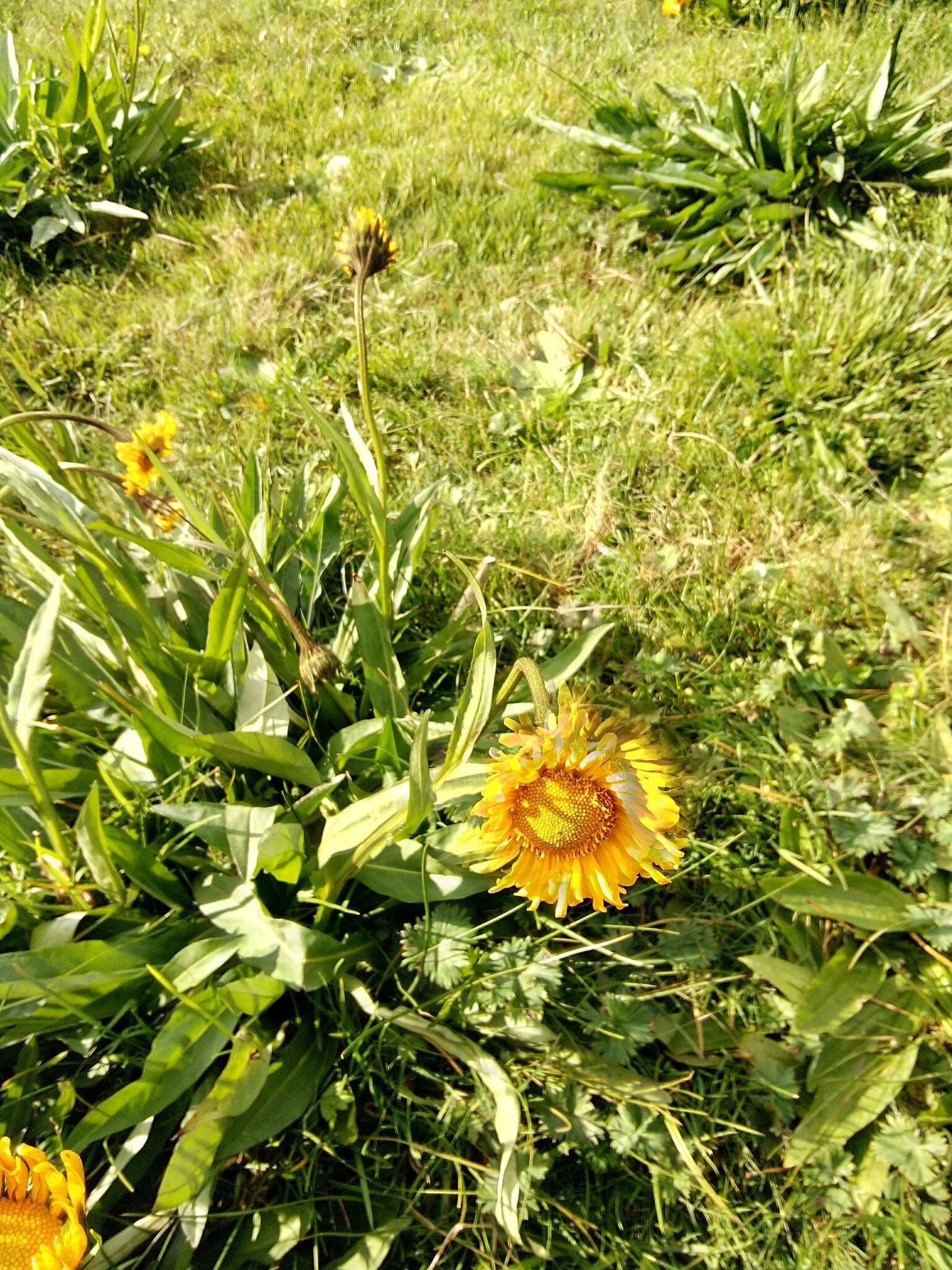 Plancia ëd Helenium scorzonerifolium (DC.) A. Gray