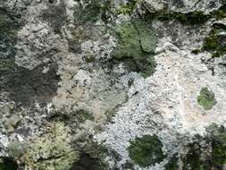 Image of wart lichen