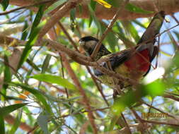 Image of Northern Rosella