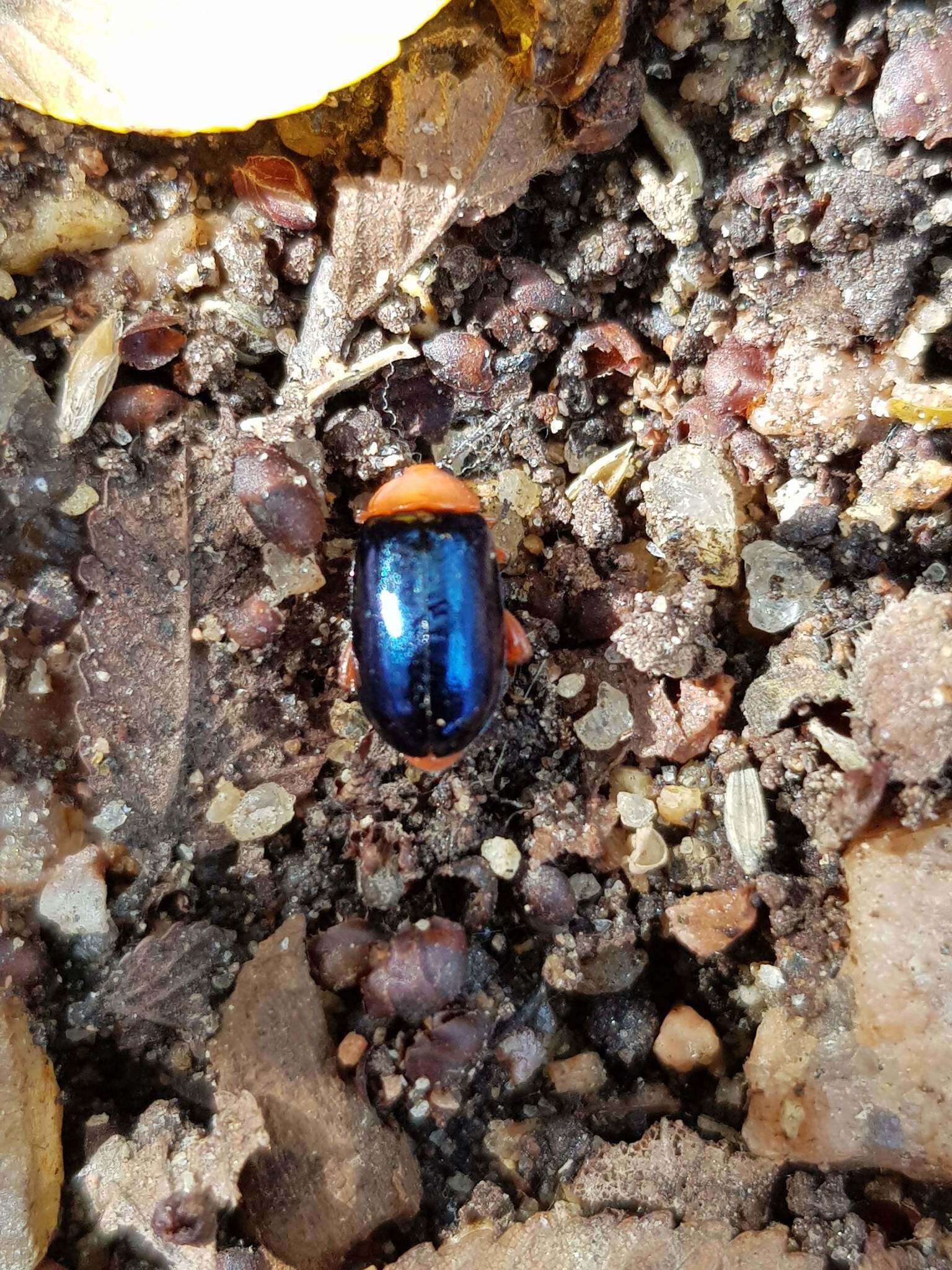 Image of Shiny Flea Beetle