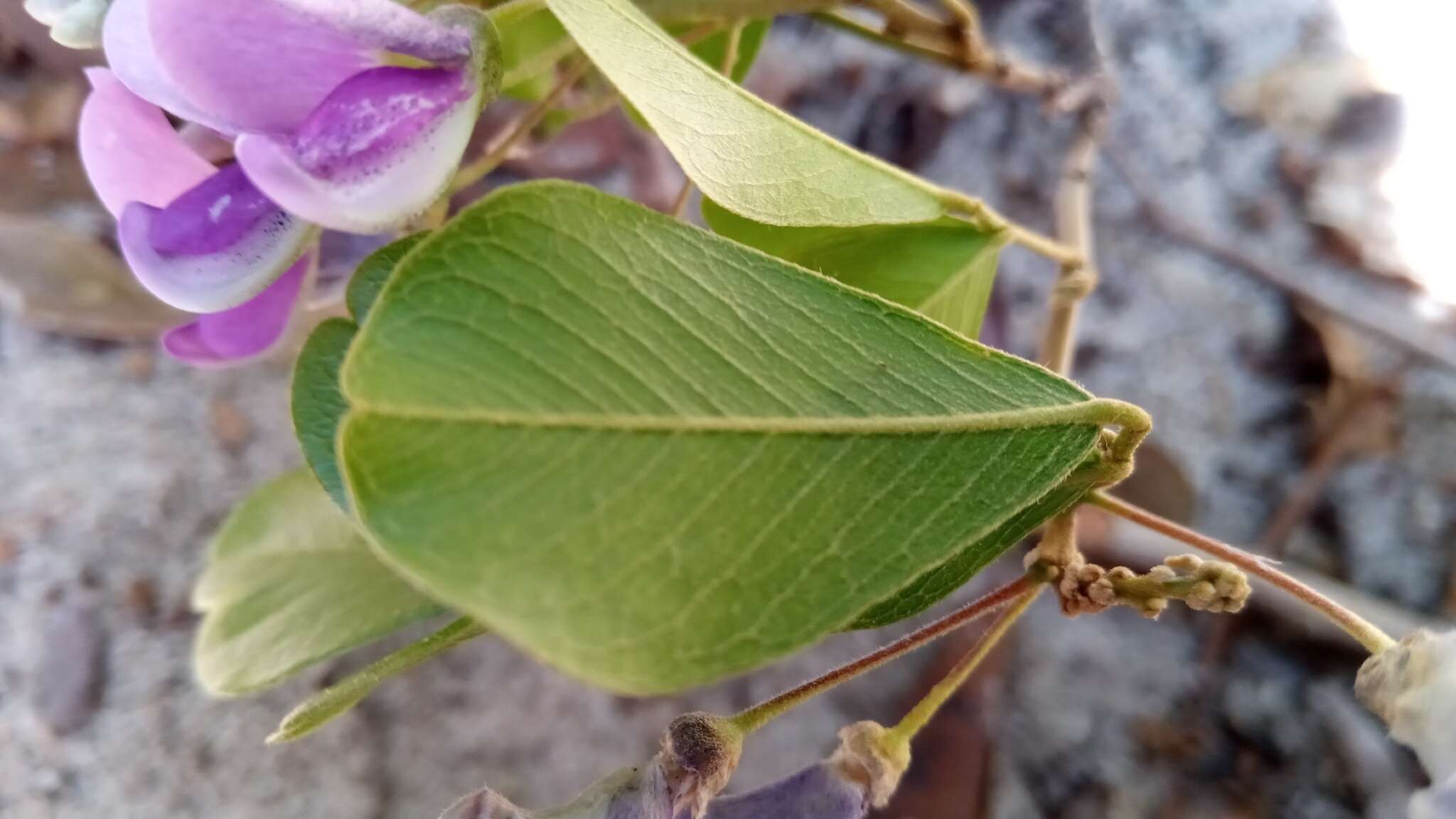 Sivun Vaughania dionaeifolia S. Moore kuva