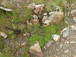 Image of Saxifraga hypnoides L.