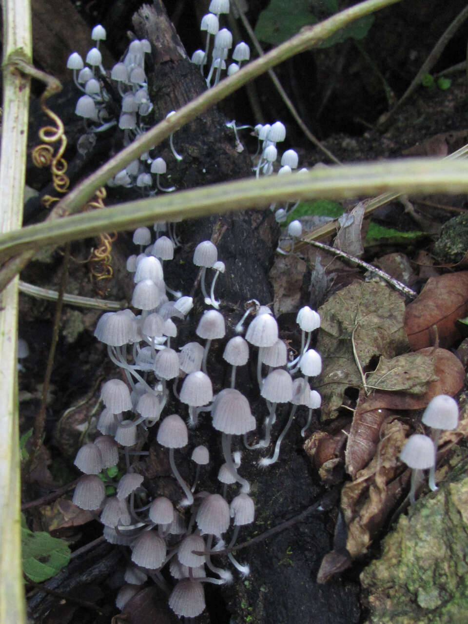 Image of Trooping Inkcaps