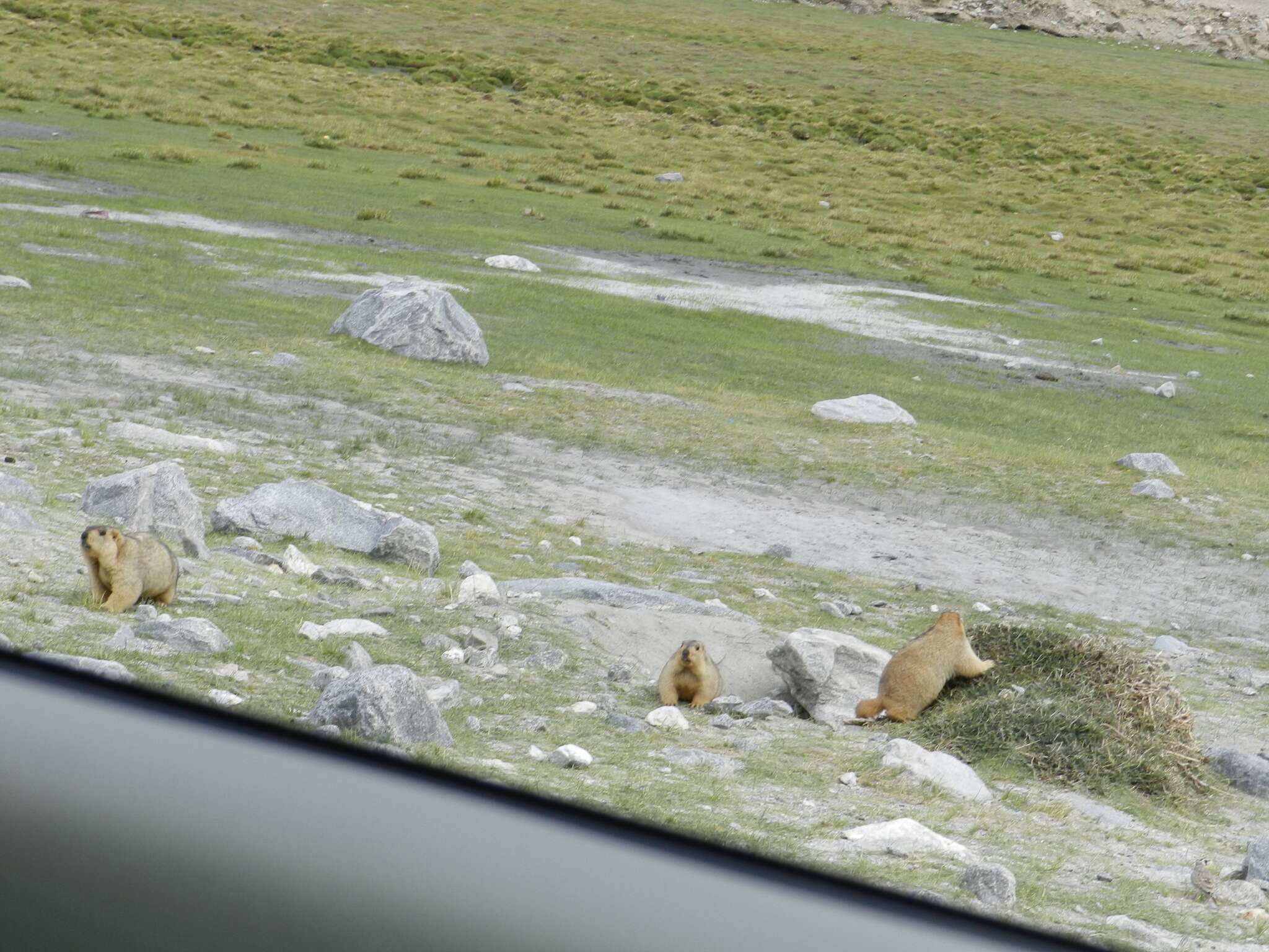 Imagem de Marmota himalayana (Hodgson 1841)