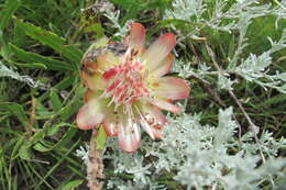 Image of Protea simplex E. Phillips