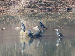 Imagem de Phalacrocorax carbo hanedae Kuroda & Nagamichi 1925