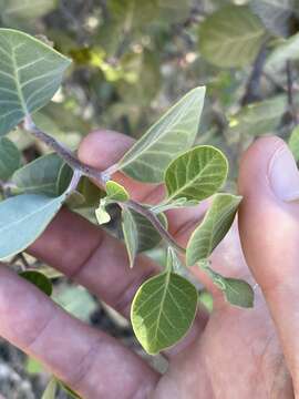 Image of Rhus lentii Kellogg