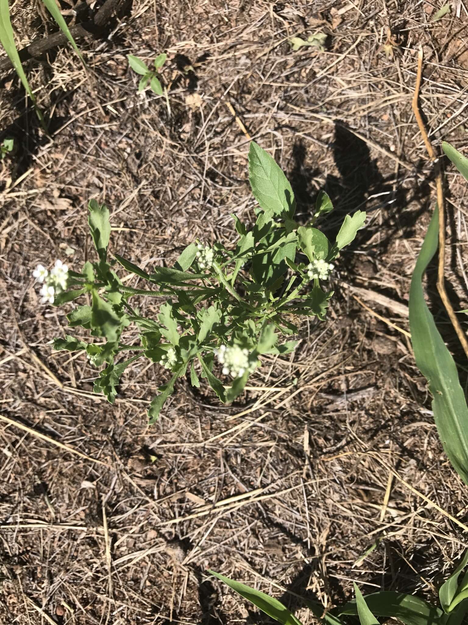 Image of Lepidium thurberi Wooton