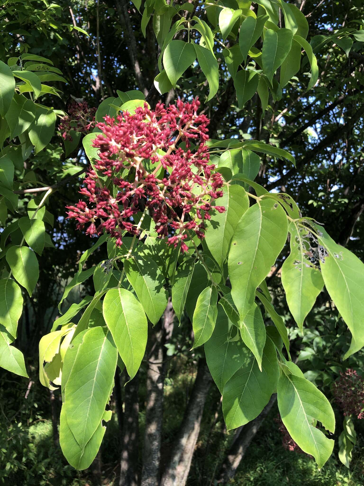 Image of bee-bee tree