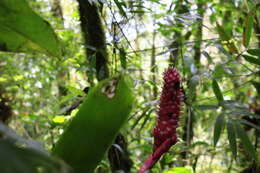 Слика од Quesnelia koltesii Amorim & Leme