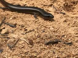 Image of Red Forest Skink