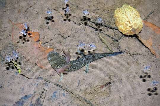 Image of Yellow-peppered Salamander