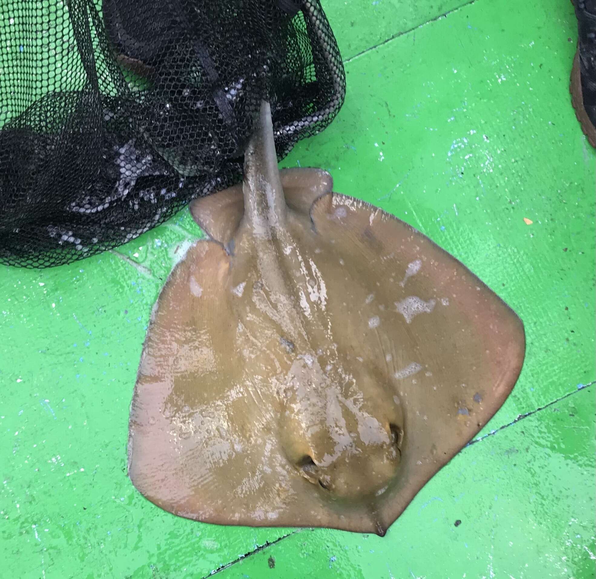 Image of Tortonese's stingray