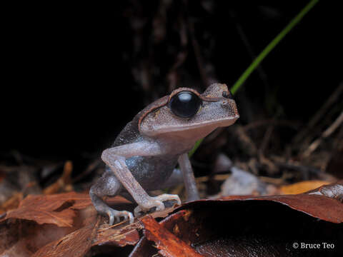 Image of Lowland Litter Frog