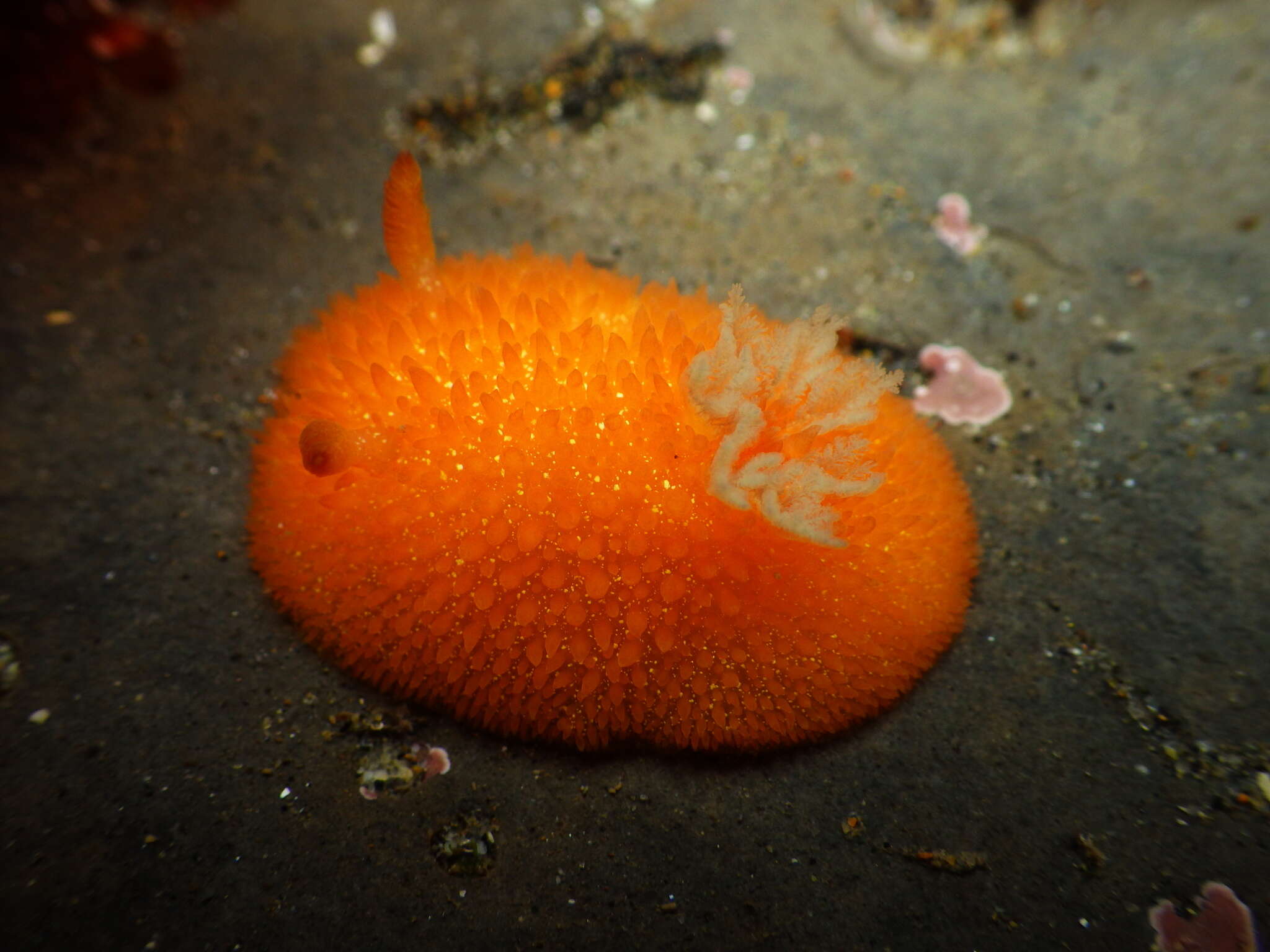 Image of Orange-peel doris