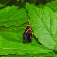 Image of Tmetogaster nubilipennis (Haldeman 1846)