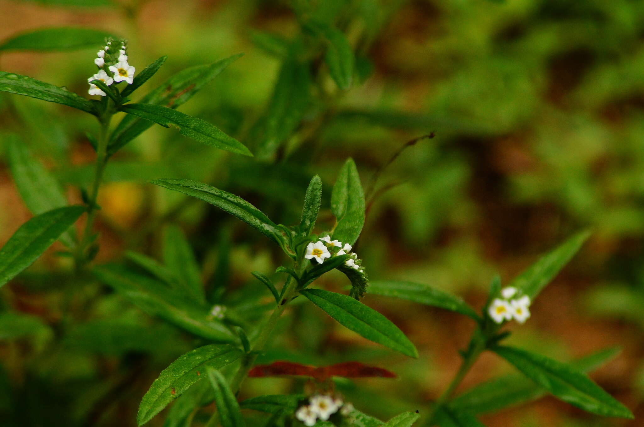 صورة Euploca procumbens (Mill.) Diane & Hilger