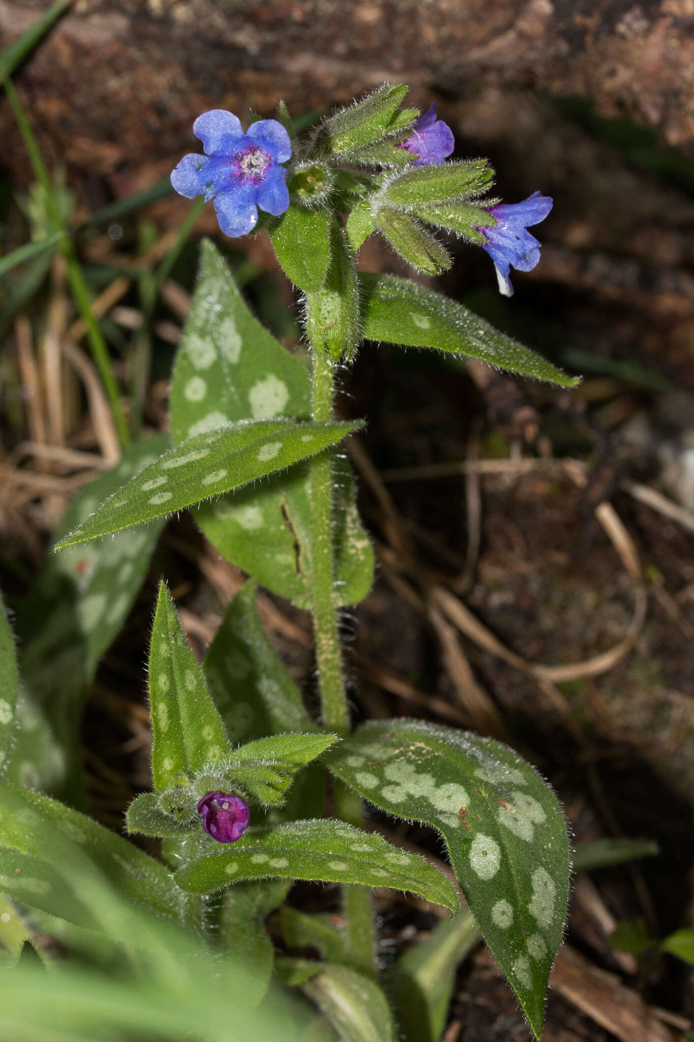 Sivun Pulmonaria stiriaca A. Kerner kuva