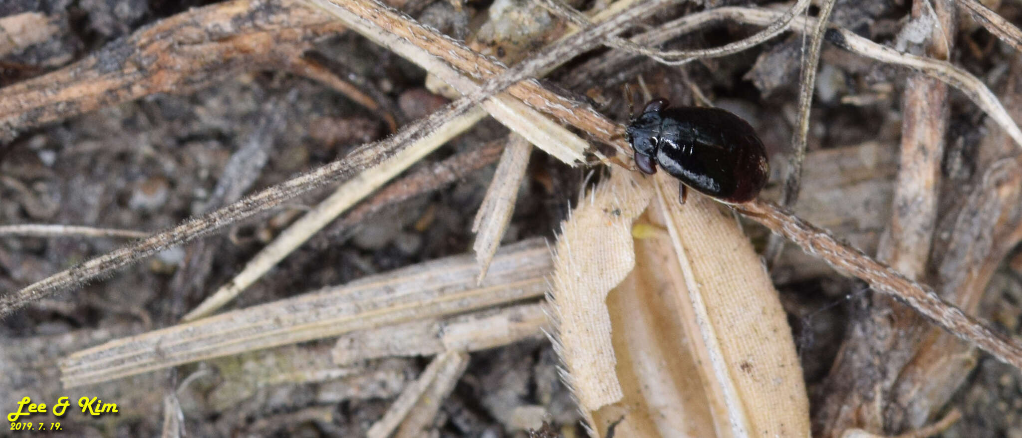 Image of <i>Geocoris pallidipennis</i>