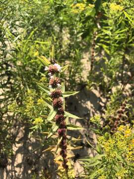 Image of rough bugleweed