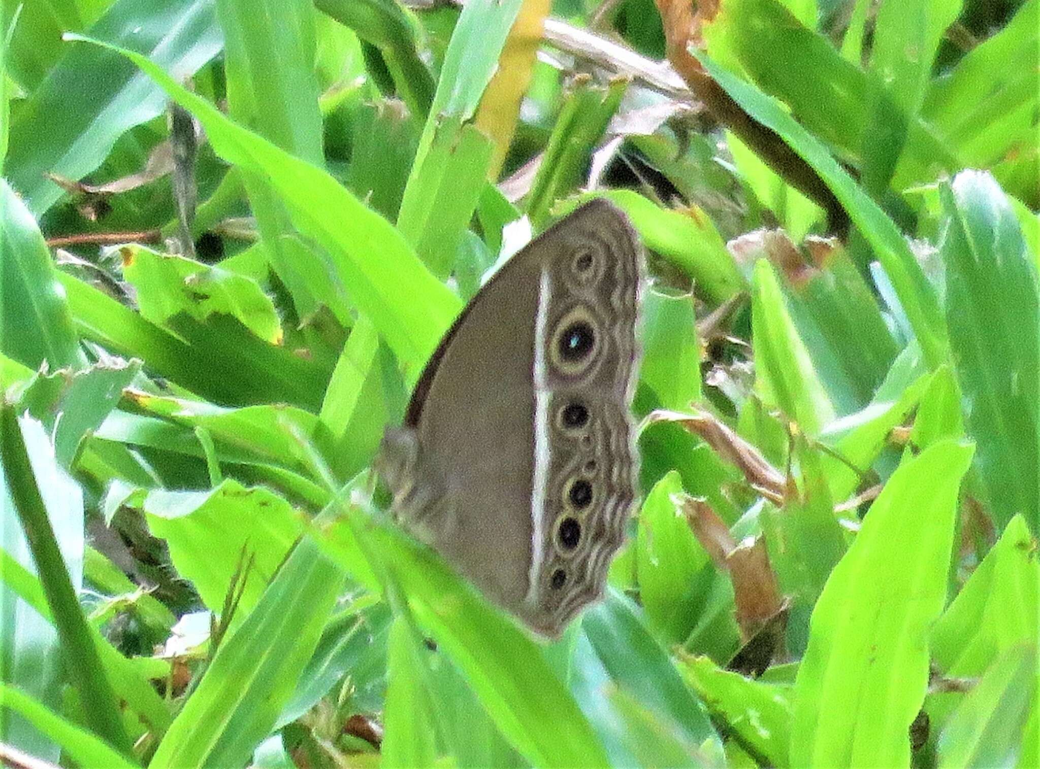 Imagem de Mycalesis mineus Linnaeus 1858