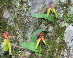 Image of Lachenalia thunbergii G. D. Duncan & T. J. Edwards