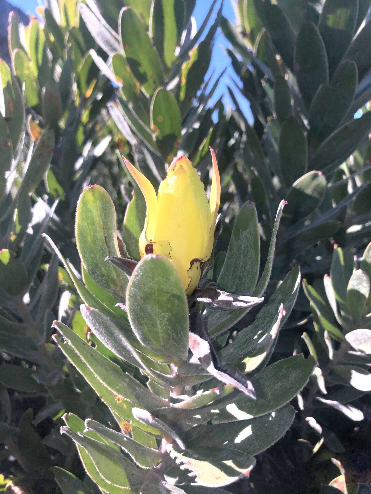 Image de Leucadendron laureolum (Lam.) Fourc.