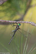 Image of Texas Emerald