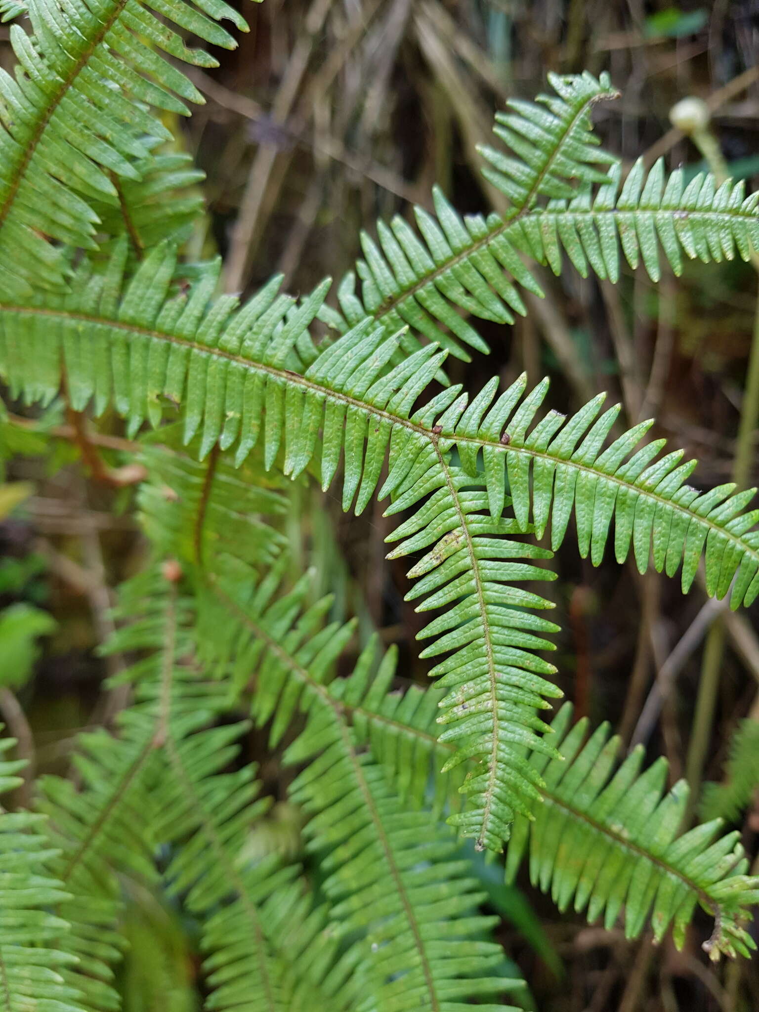 Image of Sticherus umbraculifer (Kunze) Ching