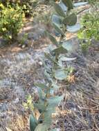 Imagem de Arctostaphylos luciana P. V. Wells