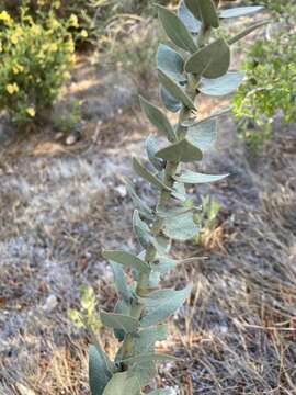 Image of Santa Lucia manzanita