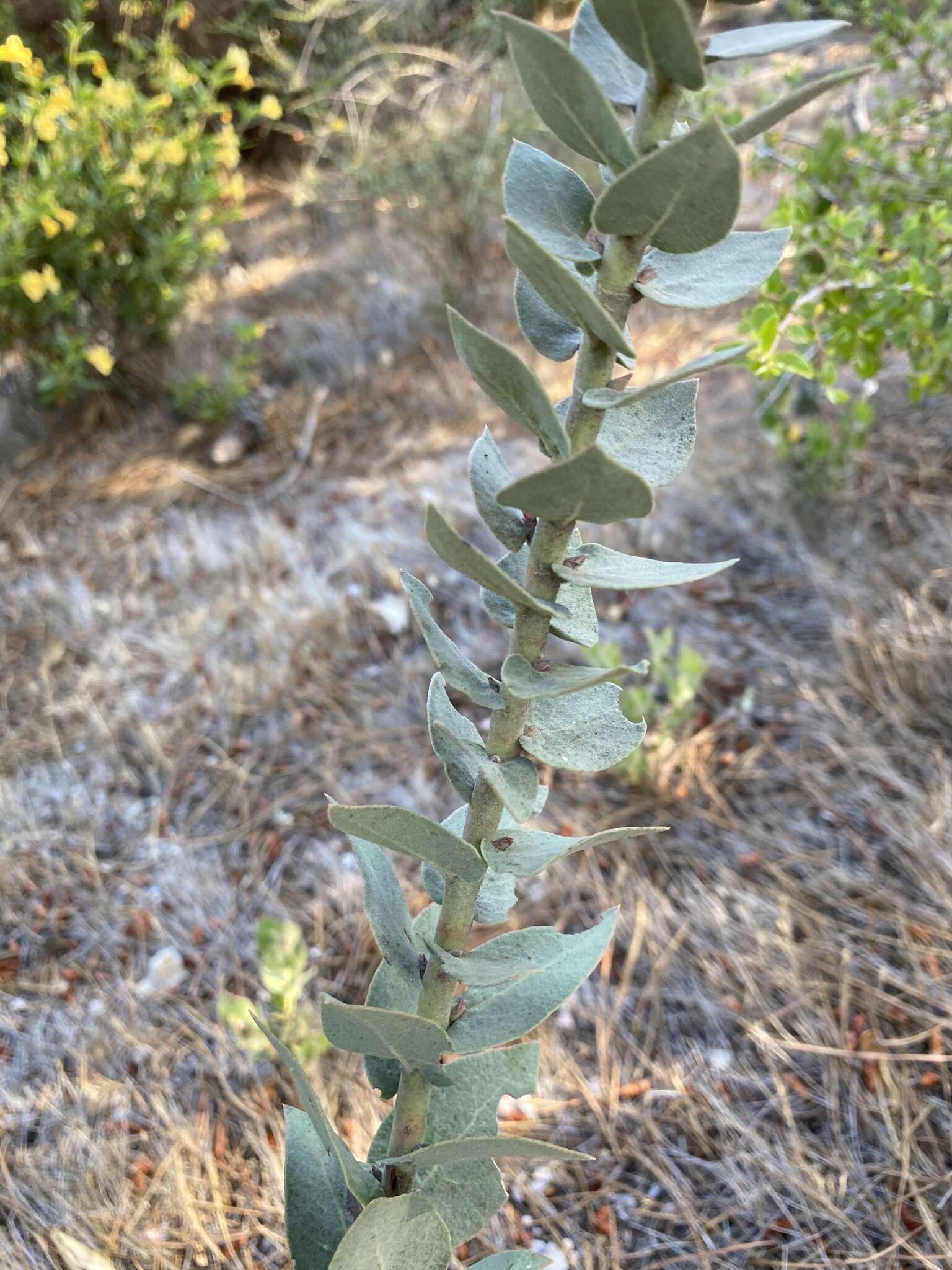 Слика од Arctostaphylos luciana P. V. Wells