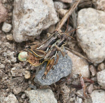 Image of Melanoplus mogollona Otte & D. 2012