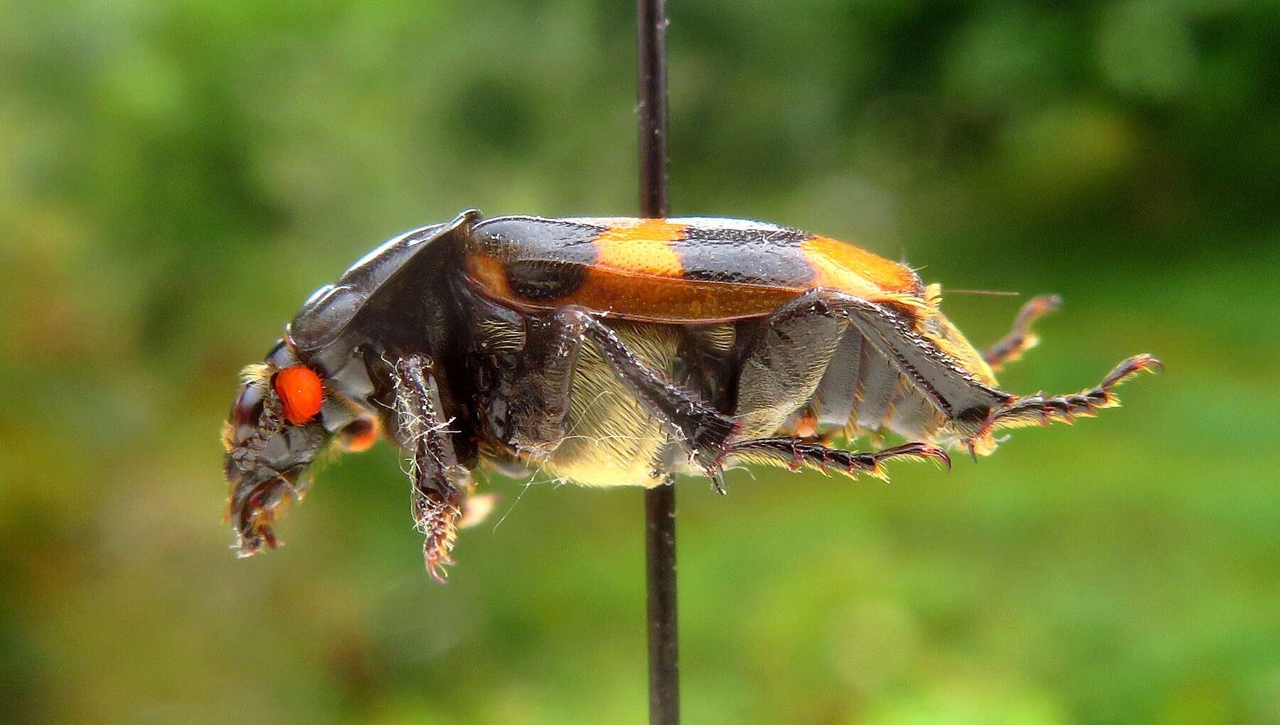 Image of Nicrophorus (Nicrophorus) interruptus (Stephens 1830)