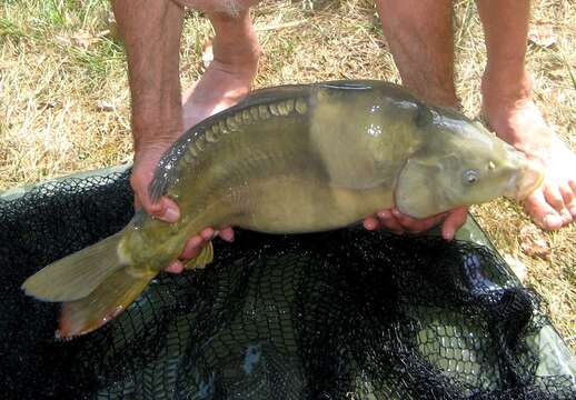 Image of Common carps