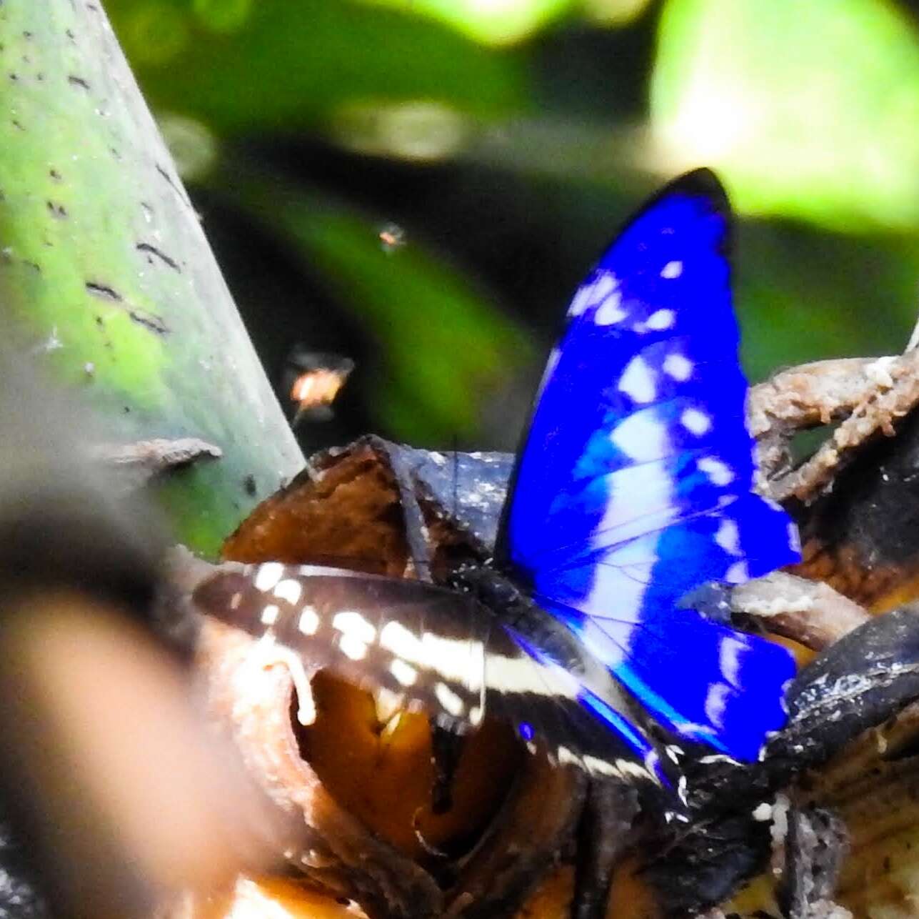 Image of Morpho cypris bugaba Staudinger