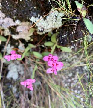 Image of Disa glandulosa Burch. ex Lindl.