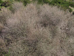 Image of Olearia virgata var. lineata Kirk