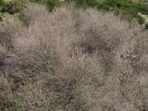 Olearia virgata var. lineata Kirk resmi