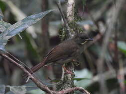 Image of Yellow-whiskered Greenbul