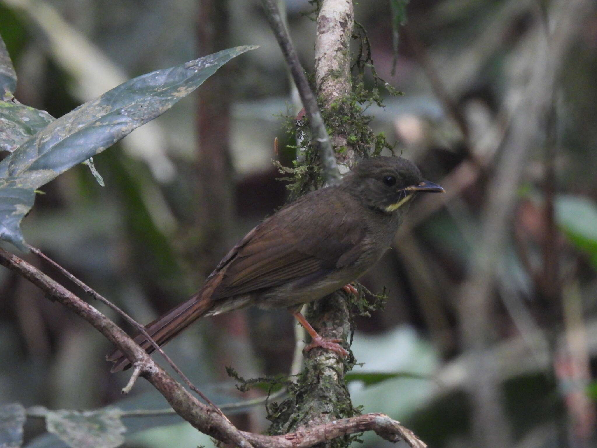 Eurillas latirostris (Strickland 1844)的圖片