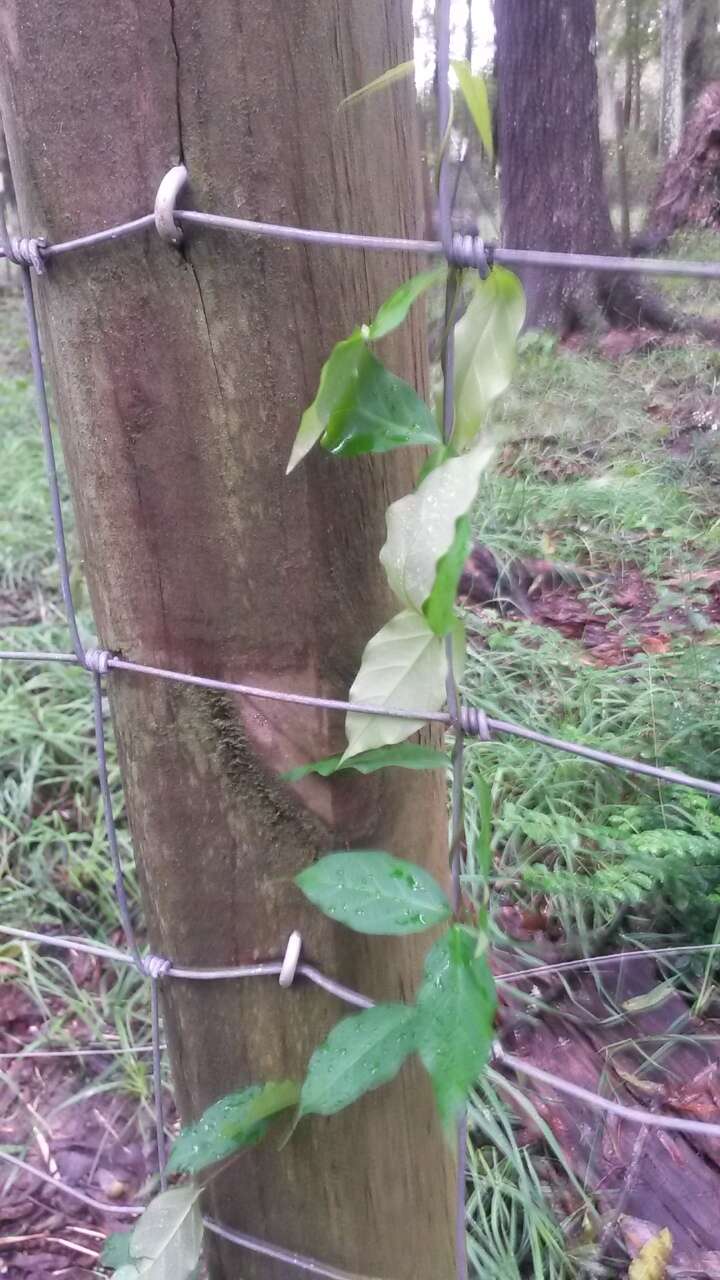 Image of Climbing-Dogbane