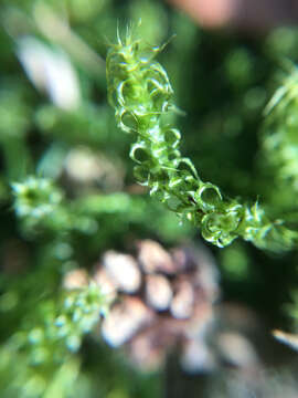 Image of square goose neck moss