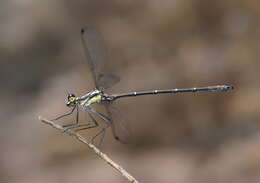 Image of Sydney flatwing