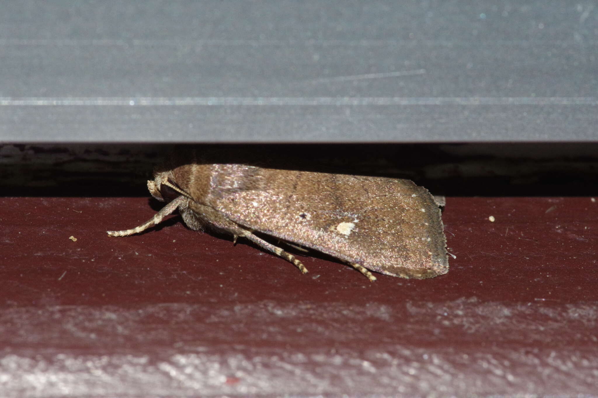 Image of Athetis (Proxenus) lineosella Sugi 1982