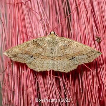 صورة Psyra rufolinearia Leech 1897