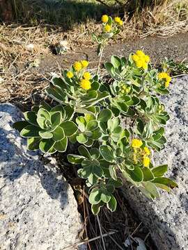 Plancia ëd Ajania pacifica (Nakai) K. Bremer & C. J. Humphries