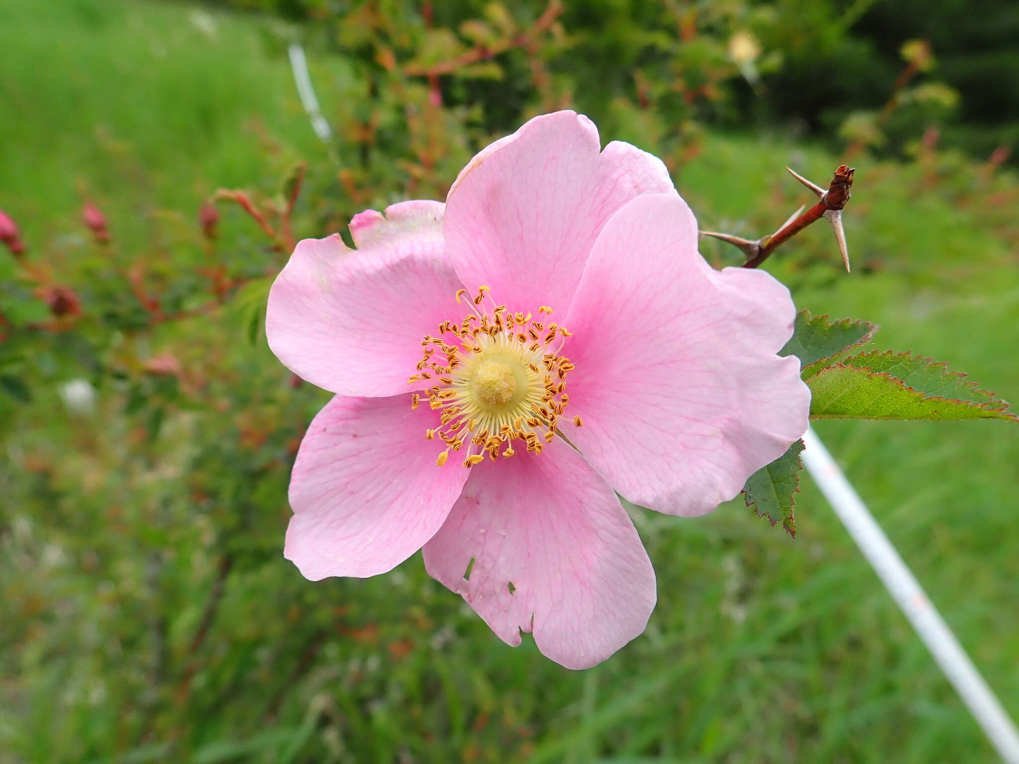 Image of Nootka rose